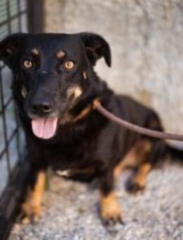 YARINA💖Lieb. Zart. Klug. Lernwillig. - Hamburg