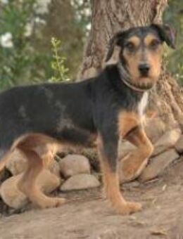 Tec nutzt jetzt seine Chance 🍀 - Essingen (Rheinland-Pfalz)