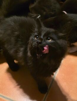 Kitten suchen liebevolles Zuhause - Kreuzau