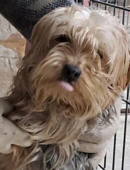 YORI - YORKIE SUCHT FAMILIE - Nörten-Hardenberg