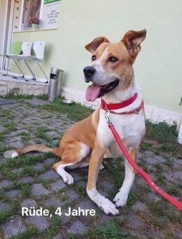 Campino für die Schweiz und Österreich - München