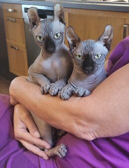 Sphynx (Elf) Brüder suchen ihr neues Zuhause - Montabaur