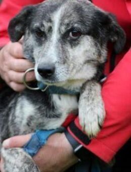 Sabriana - sanft u. liebenswert - Lohra