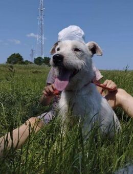 Pötyi aktiver Terrier Mix - Remagen