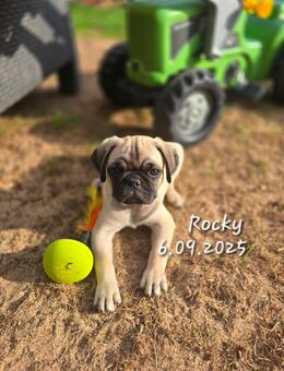 Mops Welpen - Beckingen