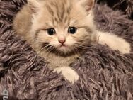 Reinrassige BKH-Babykatzen - Hilter (Teutoburger Wald)