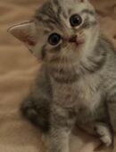 BKH Kitten / 3 Männchen in 66663