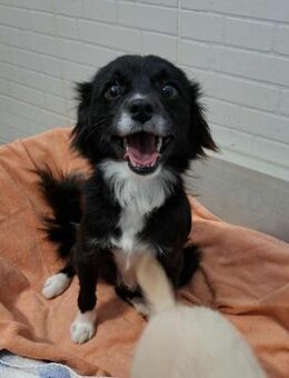 Luna - eine bezaubernde Hündin - Höchst (Odenwald)