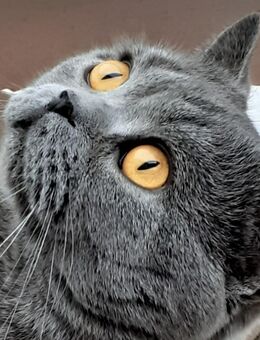 Reinrassige BKH Deckkater - Berlin