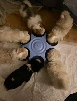 Malteser/Havanesemix - Berlin