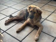 🐶💛 Claire sucht ein Zuhause 🐶💛 - Freilassing