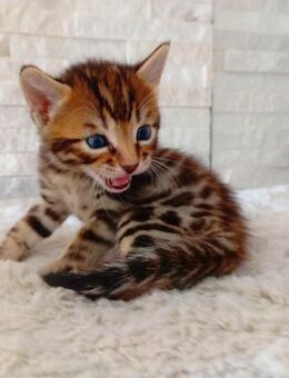 Bengal Kitten - Dietingen