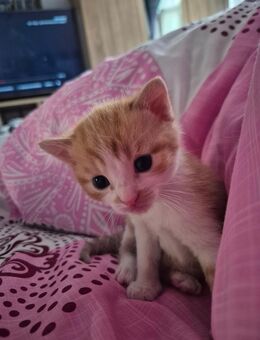 Kitten suchen neuen Dosenöffner - Bottrop