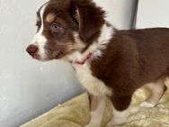 1 kleine Australian Shepherd Hündin ( Welpe) braun/ redtri/Minimix reinrassig +Gesundheitszeugnis/Gen -Test