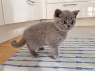 1 BKH-KITTEN ist noch frei! - Weilheim (Oberbayern)