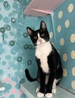 Hugo aus dem Tierschutz - Grevenbroich
