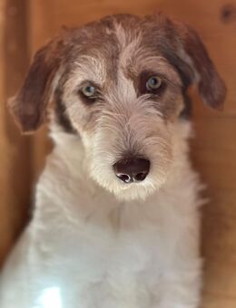 Unsere Nala (ca -35-40cm grß)sucht noch ein Zuhause - Angern