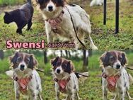 Swensi freut sich auf spannende Ausflüge - Schafflund