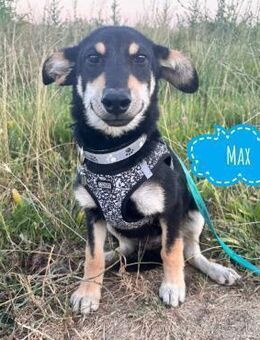 Max ein schüchterner sanfter - Flörsheim-Dalsheim