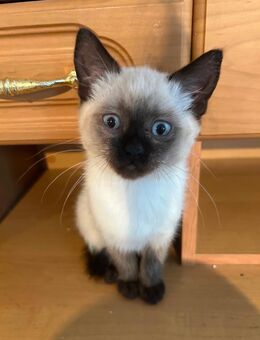 Verspielte BKH-Siam Kitten abzugeben - Eppingen