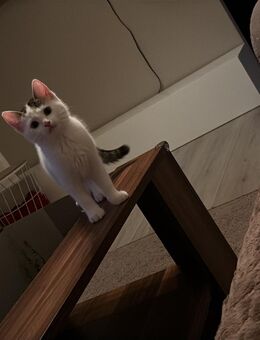 Kitten - Büren