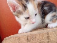 Noch 5 Kitten suchen ihren Dosenöffner - Dreetz (Brandenburg)