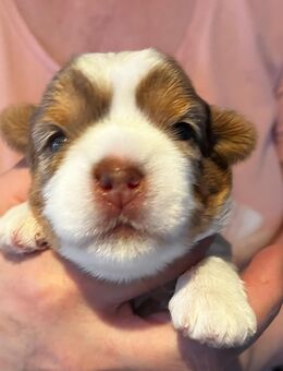 Yorkshire Terrier Welpe (Hündin) mit Ahnentafel - Nürnberg