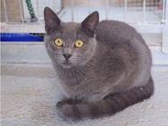 Harlem - schöner russsisch-blauer Kater - Wilhelmsfeld