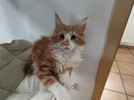 Hübsches Maine Coon Kitten, Kater - Glinde