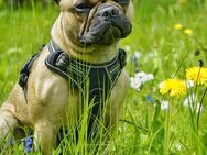Frenchie Mila - Krefeld