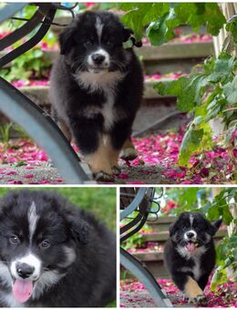 Mini Australian Shepherd Welpe (Rüde) - Nieheim