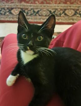 1 Kitten Mädchen sucht ab sofort neues Zuhause - Schwielowsee