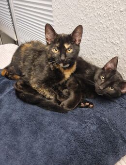 2 kleine Kätzchen abzugeben - Meppen