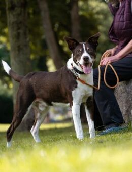 Cayo, 5 Jahre, sucht passenden Deckel - Schwalmtal (Nordrhein-Westfalen)