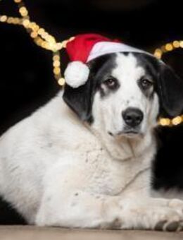 Junge Hündin Ellie sucht ein Zuhause - Enger (Widukindstadt)