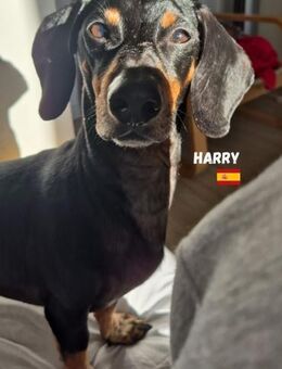Harry - Heppenheim (Bergstraße)
