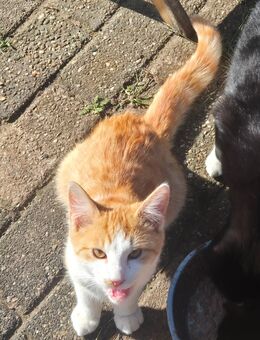 Katzen abzugeben - Neuenkirchen-Vörden