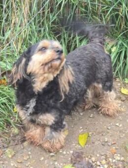 Freundliche Feline sucht Familie - Leonberg (Baden-Württemberg)