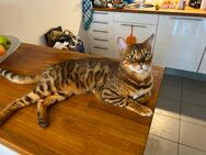 Bengal Kater Bengalkatze 2 Jahre jung - Seligenstadt
