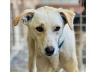 Baja - Pflegestelle oder Zuhause gesucht - Oberwies