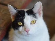 TABBY-liebe, süße Katzen-Dame - Rösrath