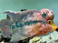 Flowerhorn Fisch - Beckum