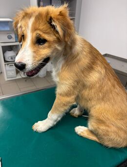 Hugo sucht seine Familie - Greifswald