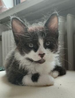 Flauschiges Kätzchen 🐾 - Mönchengladbach