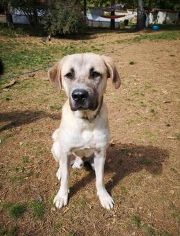 ♡Leon♡ - wo sind meine Menschen? - Alfeld (Leine)