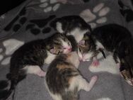 Hauskatzenbabys suchen ab Juli ein neues zu Hause - Geyer