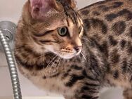 Bengalkitten Kater sucht neues Zuhause | abgabebereit - Stegen