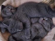 5 BKH Kitten suchen ein Zuhause - Herne