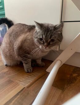 Süßer kastrierter Kater abzugeben ❤️ - Hagen (Stadt der FernUniversität)