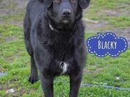 Blacky will geliebt werden - Flörsheim-Dalsheim